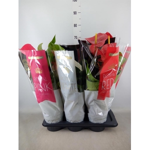 Anthurium   ...mix