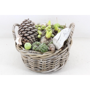 arr4 Hyacint MB - Kubu mand rond oor L