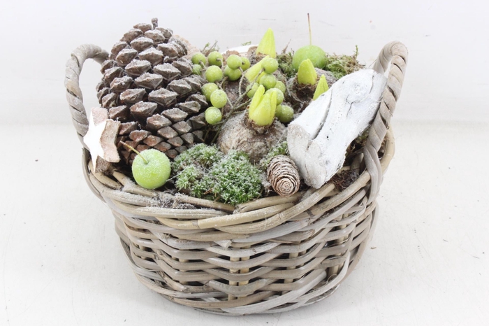 <h4>arr4 Hyacint MB - Kubu mand rond oor L</h4>