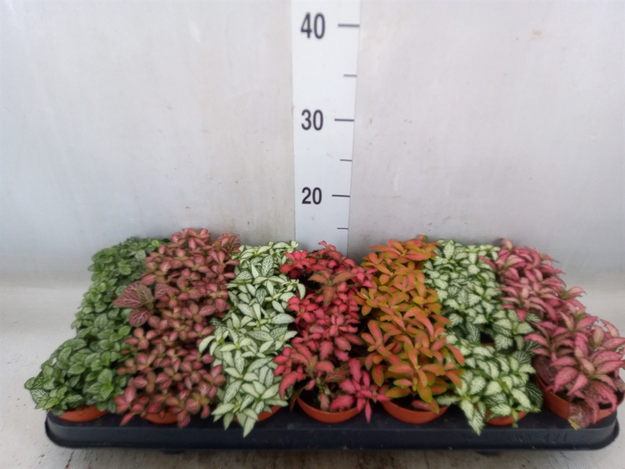 <h4>Fittonia   ...mix 7</h4>