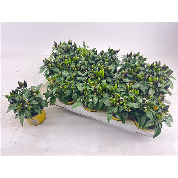 <h4>Capsicum yellow</h4>