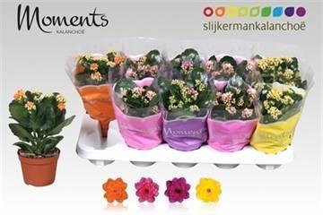 <h4>KAL GE GEM 4 KL</h4>