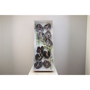 Anthurium Exclusief Nr 284