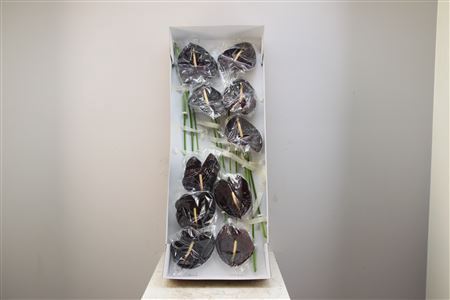 <h4>Anthurium Exclusief Nr 284</h4>