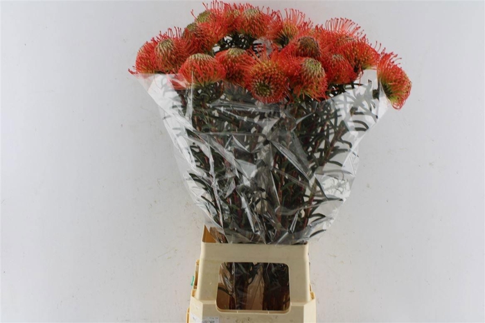 <h4>LEUCO CO SUCCESSION</h4>