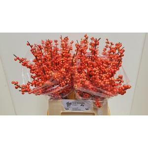 ILEX VE OUDIJ ORANGE