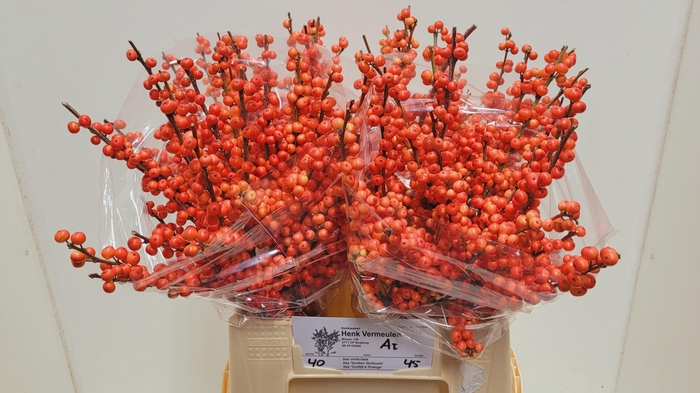 <h4>ILEX VE OUDIJ ORANGE</h4>