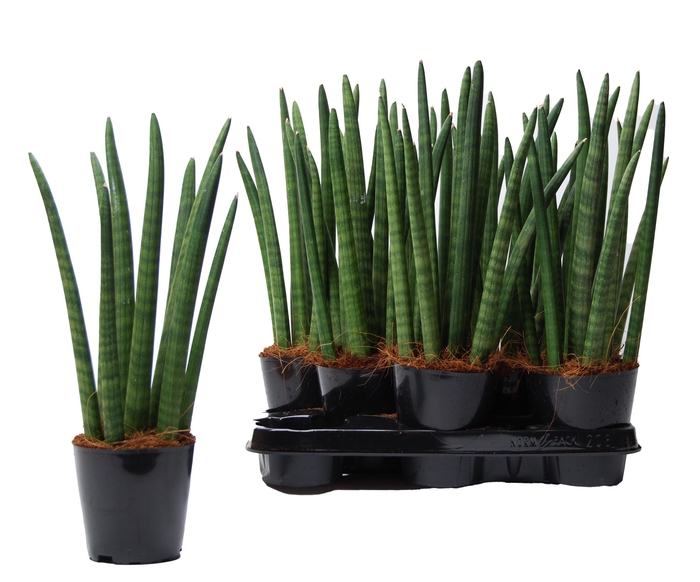 <h4>SANSEV CYLINDRICA OV</h4>