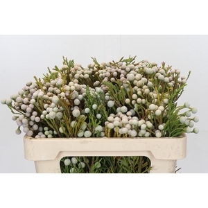 Cape Green Spray Brunia