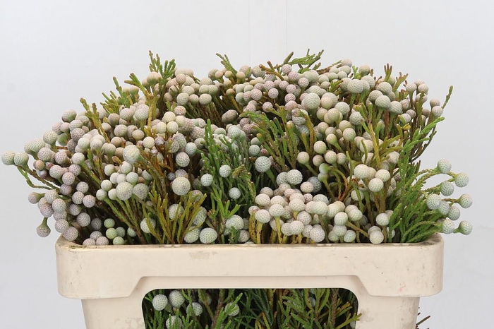 Kaaps Groen Spray Brunia