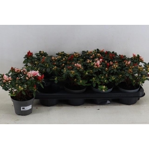 RHODO OV