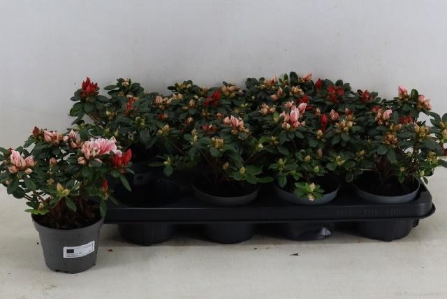 <h4>RHODO OV</h4>