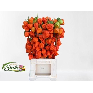 Physalis Lampion Tak