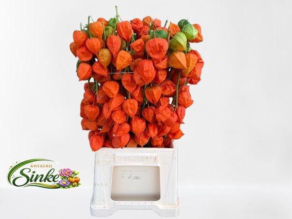 <h4>Physalis Lampion Tak</h4>
