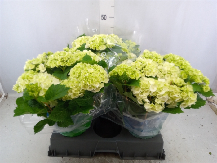 <h4>Hydrangea mac. 'Wudu'</h4>