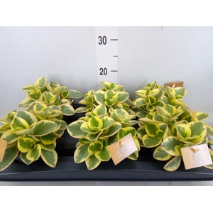 Peperomia obt. 'Obtipan Bicolor'
