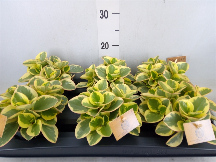<h4>Peperomia obt. 'Obtipan Bicolor'</h4>