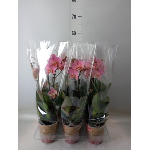 Phalaenopsis multi. 'Ant Treviso'