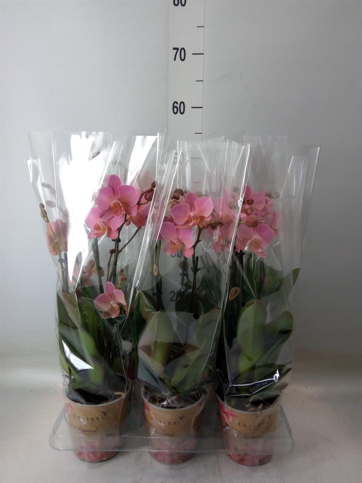 <h4>Phalaenopsis multi. 'Ant Treviso'</h4>