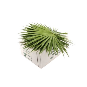 PALMETTO X 15