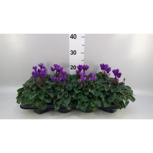 Cyclamen KL 'Dragon'