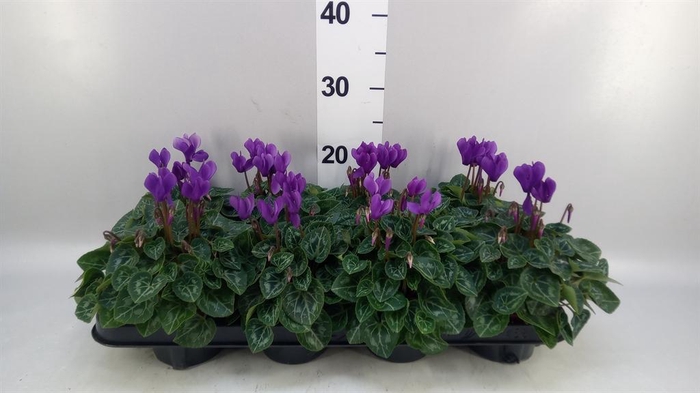 <h4>Cyclamen KL 'Dragon'</h4>