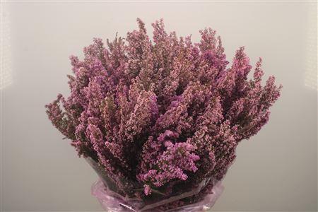 <h4>Erica Lilac Per Buunch</h4>