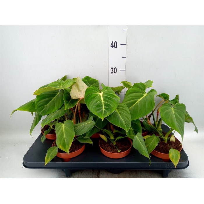 <h4>Philodendron gloriosum</h4>