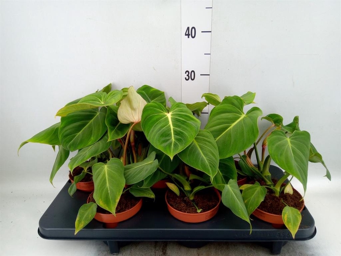 Philodendron gloriosum