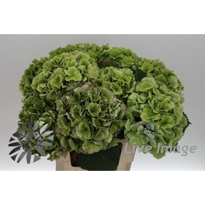 Hydrangea verena classic
