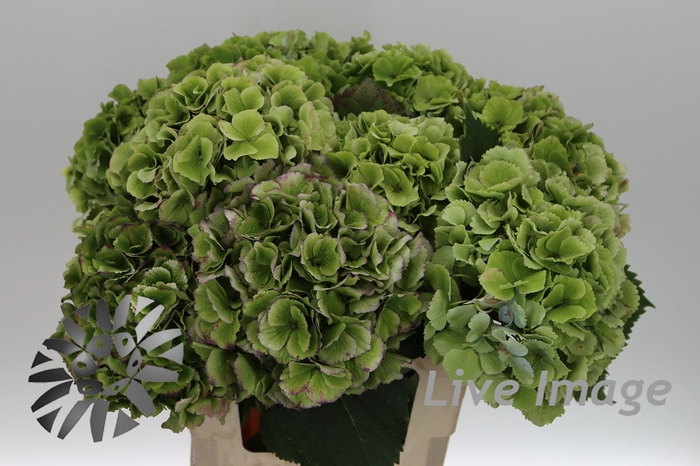 <h4>Hydrangea verena classic</h4>