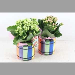arr2 JS - Ker. Chalk mix pot - roze/wit