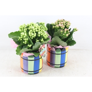 arr2 JS - Ker. Chalk mix pot - roze/wit