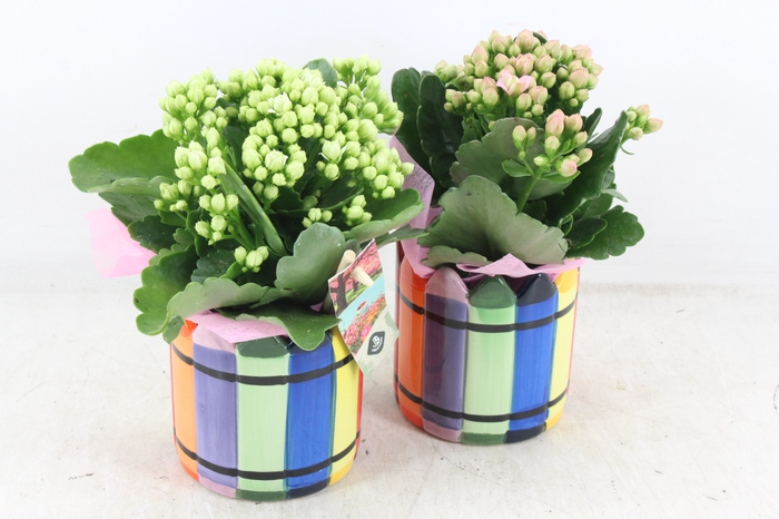 <h4>arr2 JS - Ker. Chalk mix pot - roze/wit</h4>