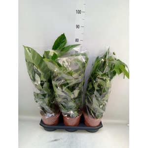 Schefflera actin. 'Amate'