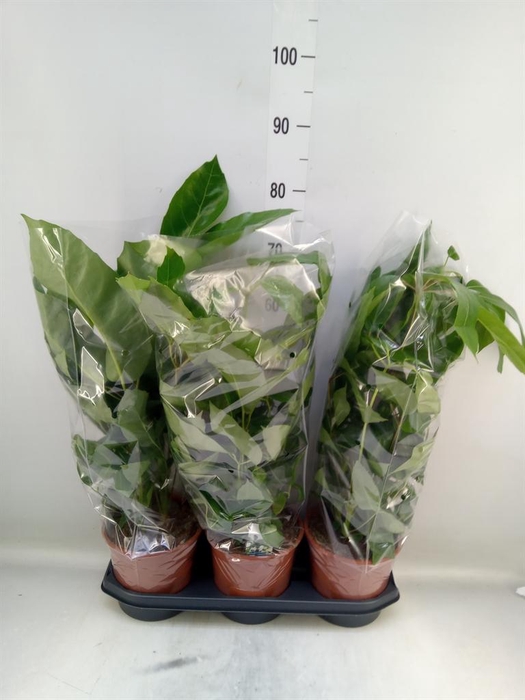 <h4>Schefflera actin. 'Amate'</h4>