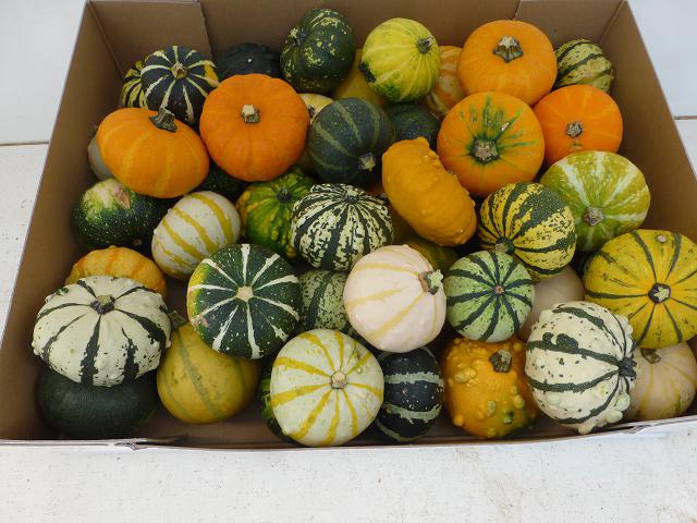 <h4>CUCURBITA (KALEBAS)</h4>