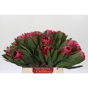 Protea Brenda