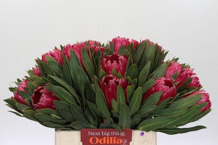 Protea Brenda