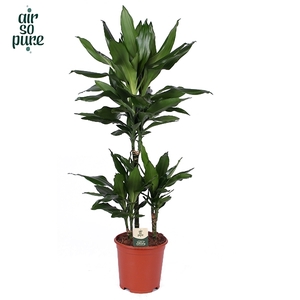 Dracaena Janet Lind p21, 45+15+10 (Air so Pure)