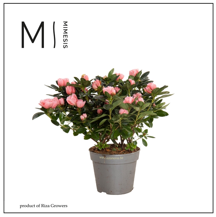 <h4>Mimesis Azalea AIKO - 13cm Intens</h4>