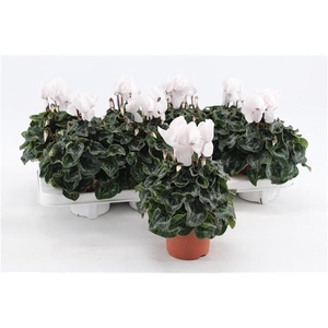 Cyclamen persicum midi Super Serie Macro