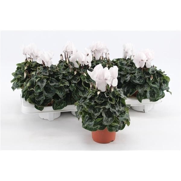 <h4>Cyclamen persicum midi Super Serie Macro</h4>