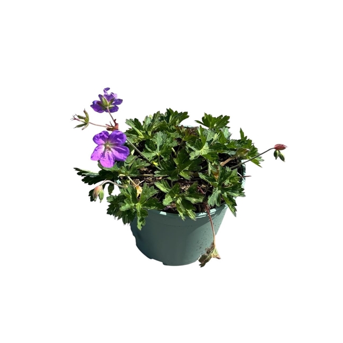 <h4>Geranium 'Rozanne'</h4>