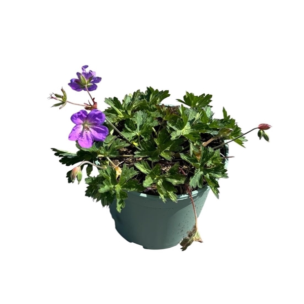 Geranium 'Rozanne'