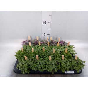 Planten  ..mix