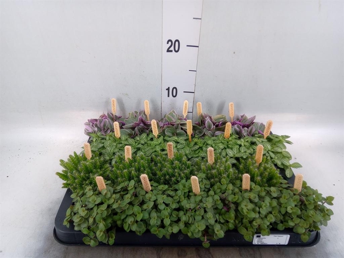 <h4>Planten ..mix</h4>