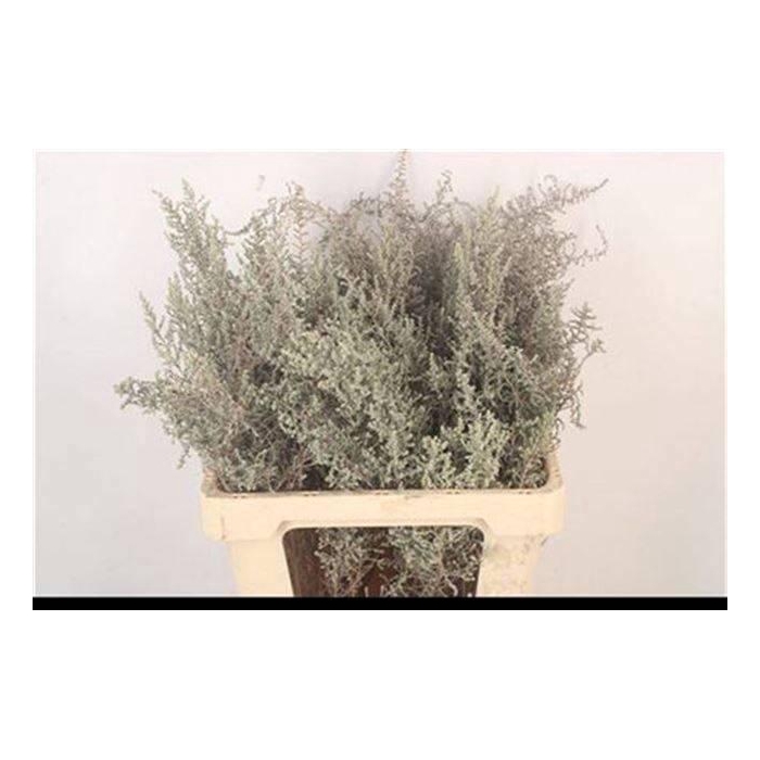 <h4>KAAPS GROEN</h4>