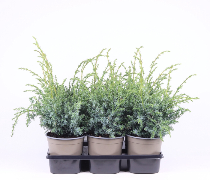 <h4>Juniperus chinensis 'Blue Alps'</h4>