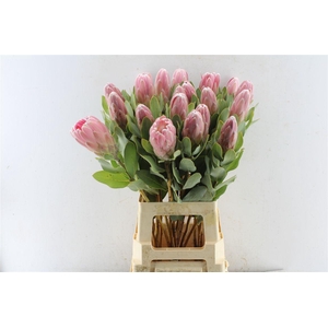 Protea Penny Pink
